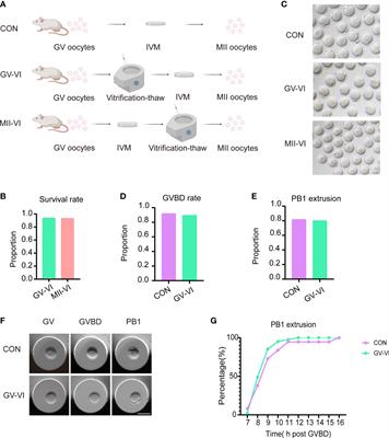 Effects of meiotic stage-specific oocyte vitrification on mouse oocyte quality and developmental competence